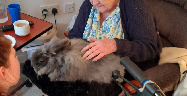 A grey fluffy bunny is sat on a residents lap during one of our organised activities